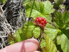 Rubus arcticus
