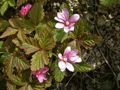 Rubus arcticus