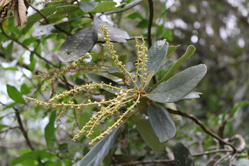 Clethra scabra (Clethra scabra)