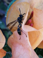 Mischocyttarus pallidipectus