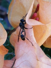 Mischocyttarus pallidipectus