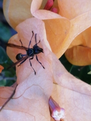 Mischocyttarus pallidipectus