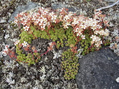 Saxifraga bronchialis cherlerioides