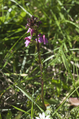 Pedicularis nordmanniana