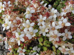 Saxifraga bronchialis cherlerioides