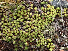 Saxifraga bronchialis cherlerioides