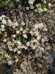 Saxifraga bronchialis cherlerioides
