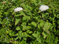 Spiraea beauverdiana