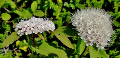Spiraea beauverdiana