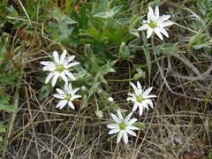 Stellaria eschscholtziana