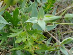 Stellaria eschscholtziana