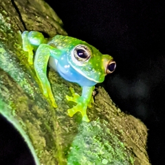 Sachatamia albomaculata