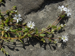 Stellaria
