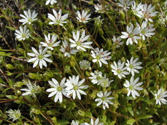 Stellaria
