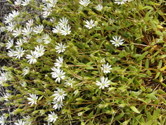 Stellaria