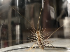 Scutigera coleoptrata
