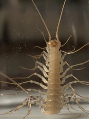 Scutigera coleoptrata