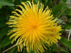 Taraxacum ceratophorum