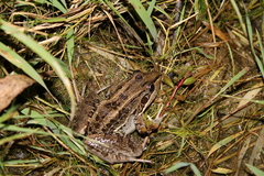 Wrestler Frog photo 5