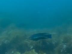 Odax pullus
