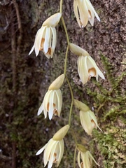 Coelogyne
