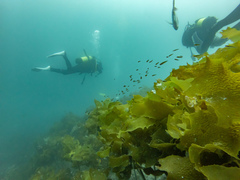 Forsterygion maryannae