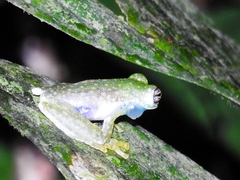 Sachatamia albomaculata