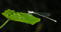 Aciagrion borneense