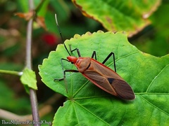 Dysdercus fuscomaculatus