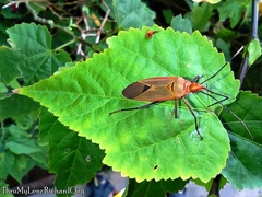 Dysdercus fuscomaculatus