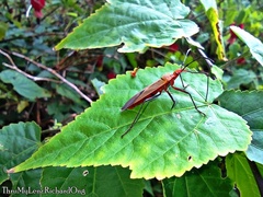 Dysdercus fuscomaculatus