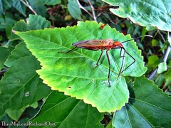 Dysdercus fuscomaculatus