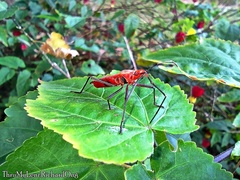 Dysdercus fuscomaculatus