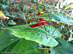 Dysdercus fuscomaculatus