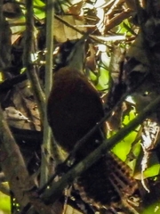 Cantorchilus nigricapillus