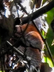 Cantorchilus nigricapillus