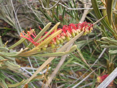 Grevillea hookeriana