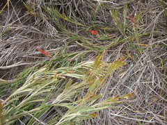 Grevillea hookeriana