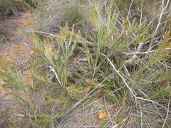Grevillea hookeriana
