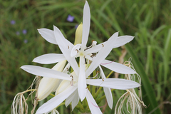 Crinum flaccidum