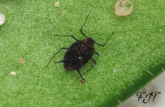 Aphididae