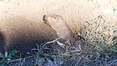 Geomys personatus