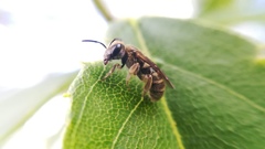 Halictus jucundus