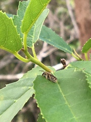 Halictus jucundus