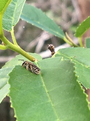 Halictus jucundus