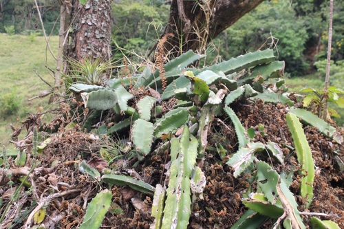 Selenicereus costaricensis, photograph 1