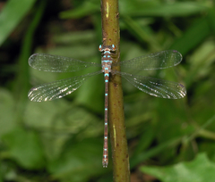 Podolestes coomansi