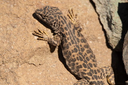 Leopard Tree Iguana, Liolaemus leopardinus