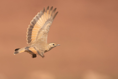 Rufous-Banded Miner photo 2