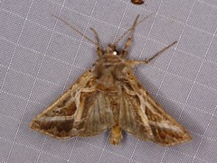 Autographa flagellum